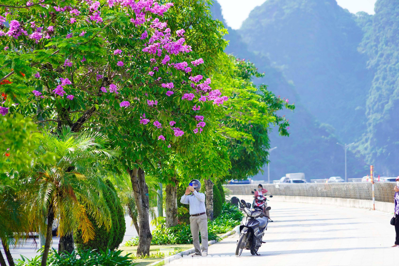 Nhiều người bị cuốn hút bởi vẻ đẹp của hoa bằng lăng và muốn lưu giữ lại những hình ảnh này.