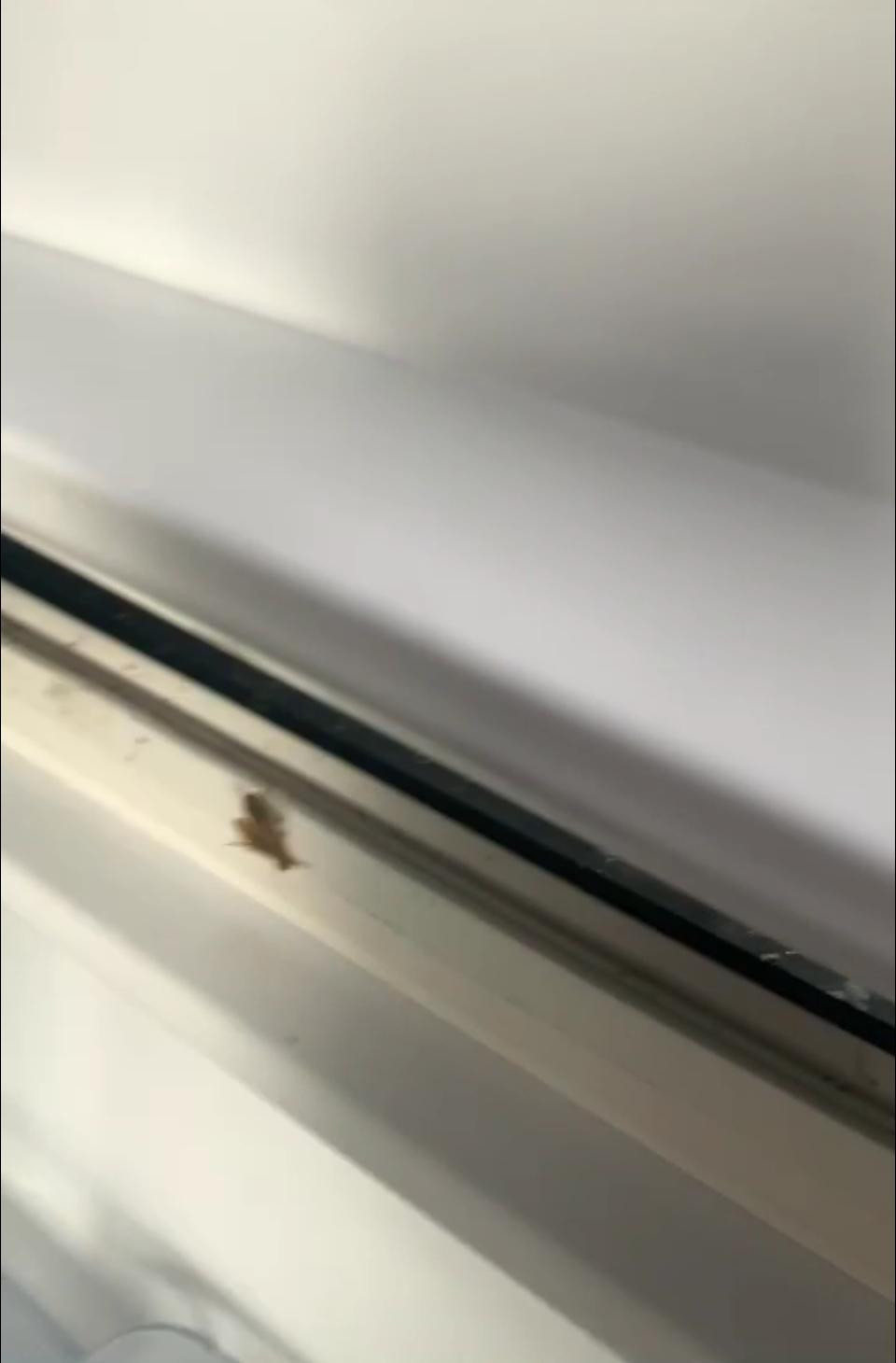 Hình ảnh dán chết, tủ bám đầy bụi tại căng tin trường UK. (ảnh cắt từ clip phụ huynh cung cấp)