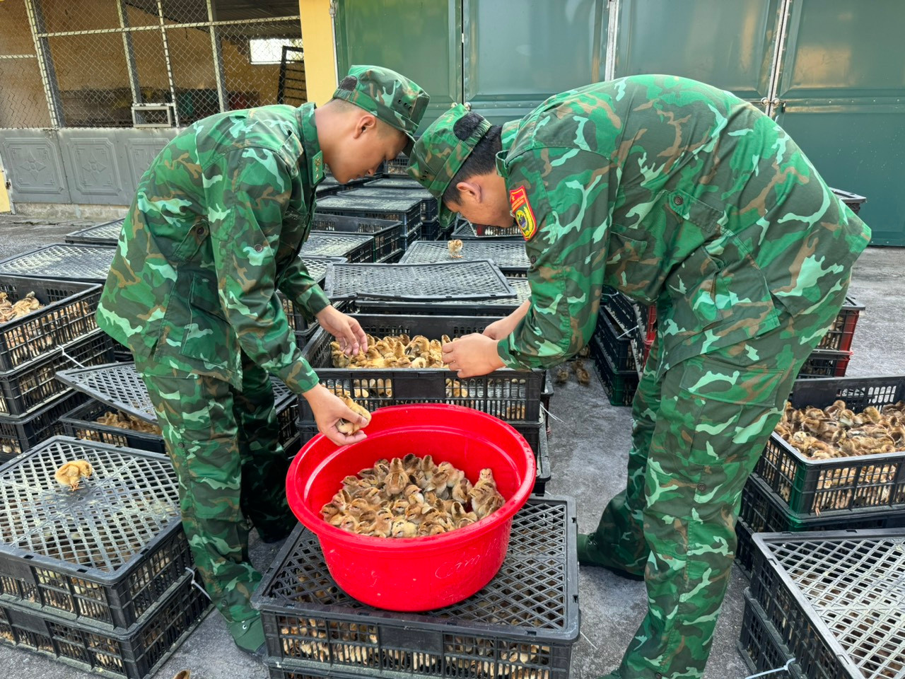 Đồn Biên phòng Trà Cổ, Móng Cái bắt giữ vụ vận chuyển gần 18.000 con gà giống nhập lậu. Đồn Biên phòng Trà Cổ, Móng Cái bắt giữ vụ vận chuyển gần 18.000 con gà giống nhập lậu.