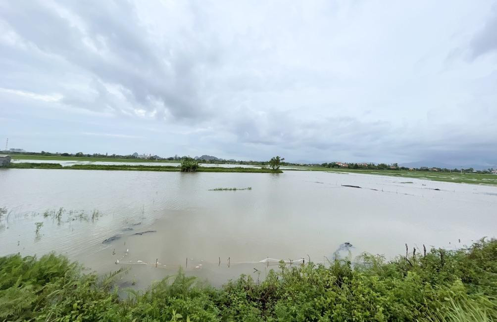 Hàng trăm héc ta lúa ở thị xã Quảng Yên bị ngập trong nước.