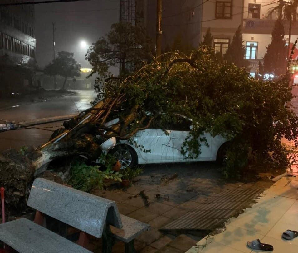 Gió giật mạnh khiến nhiều cây cối bị đổ sập ở Móng Cái.