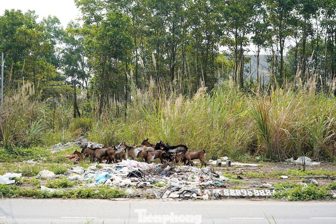 Nhiều năm nay, khu đô thị này đang trở thành nơi đổ rác và là nơi chăn thả gia súc của người dân.
