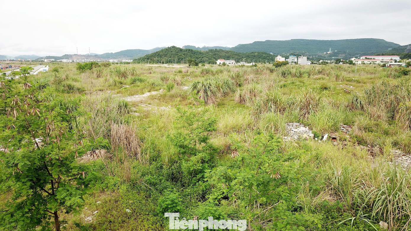 Hàng loạt diện tích đất phân lô tại dự án khu đô thị mới Cao Xanh – Hà Khánh đang bị bỏ hoang, cỏ mọc um tùm.