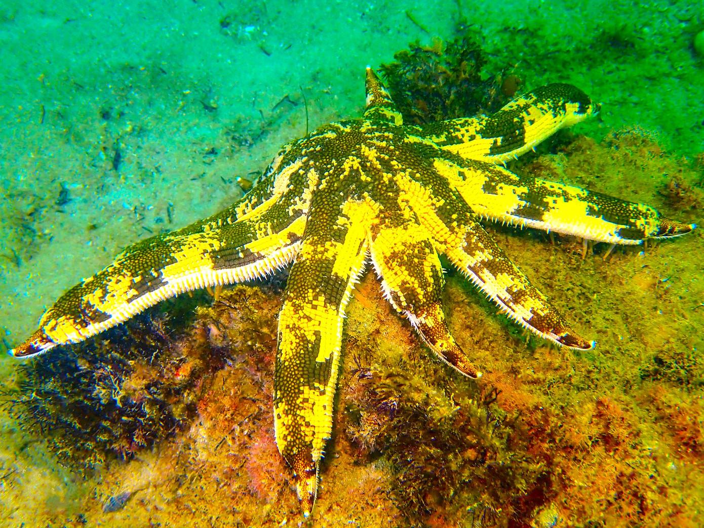 Trong làn nước trong xanh, dưới ánh nắng mặt trời, vẻ đẹp ẩn mình của đại dương mênh mông sẽ hiện ra.