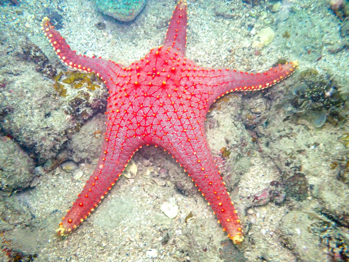 Một hình thức thú vị và có độ an toàn cao là đi bộ dưới đáy biển. Với trải nghiệm này, bạn sẽ được trang bị thiết bị chuyên dụng giúp bạn có thể thở, quan sát và nói chuyện một cách thoải mái như đang trên cạn và thậm chí tóc bạn vẫn khô ráo sau khi kết thúc chuyến tham quan.