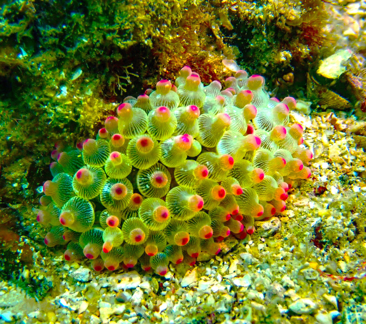 Đáng chú ý là tất cả các hoạt động của du khách đều có sự theo sát hướng dẫn của huấn luyện viên, hướng dẫn viên.