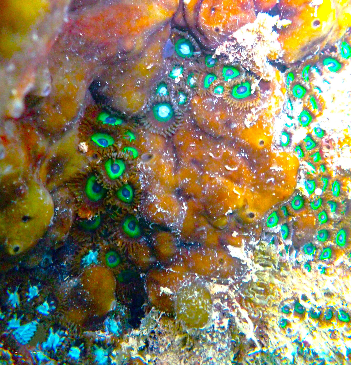 Trước khi lặn, du khách đều được chỉ dạy cách mặc quần áo phao, kính lặn, ống thở chân vịt, cách thở dưới nước, kỹ năng bơi lặn an toàn…