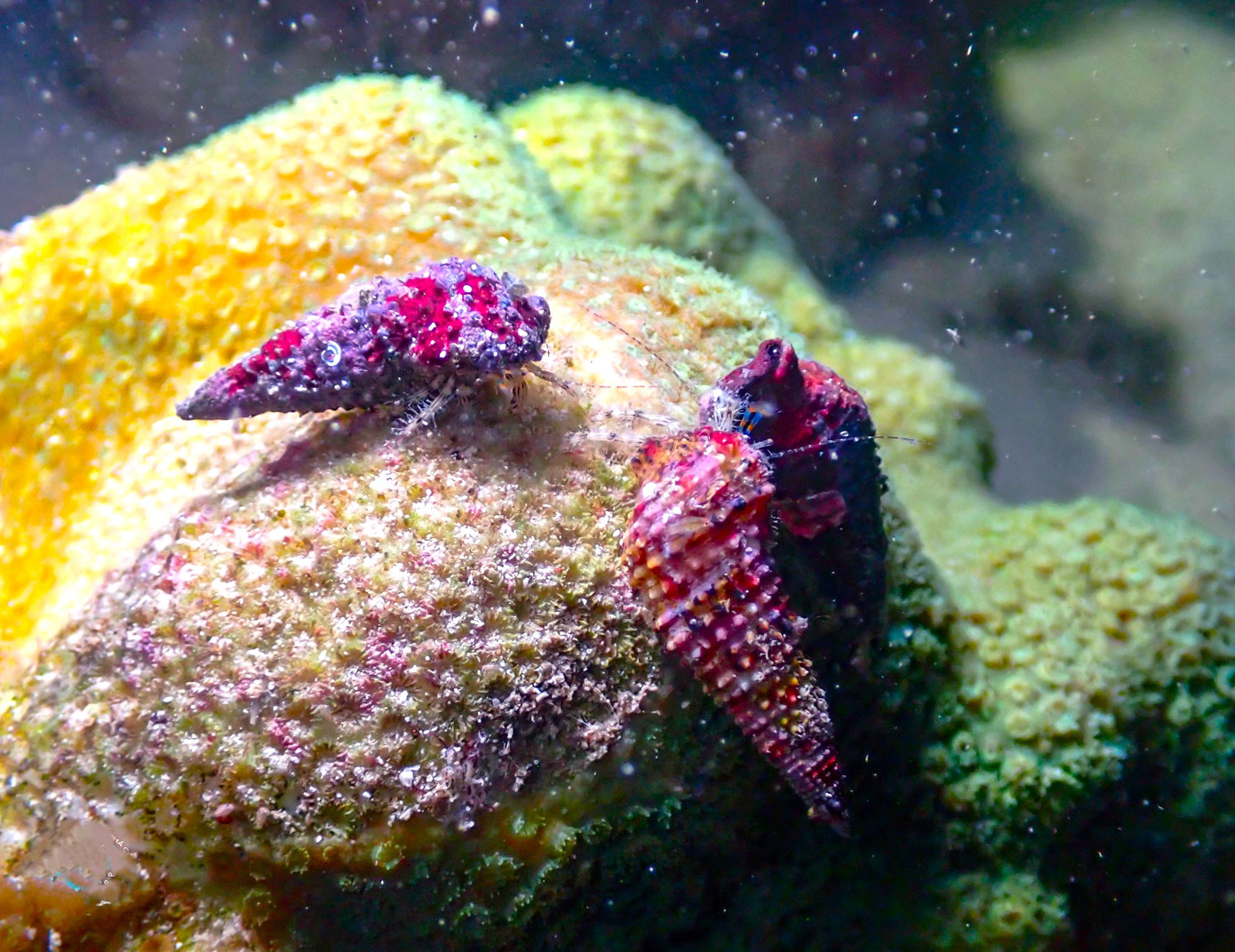 Trải nghiệm lặn ngắm san hô cũng dễ dàng với du khách kể cả bạn bơi không giỏi. Hình thức dễ dàng, đơn giản nhất là lặn ngắm bằng kính lặn có ống thở (snorkeling), cách phổ biến nhất mà hầu hết khách du lịch lựa chọn bởi sự tiện lợi, phù hợp với mọi đối tượng.