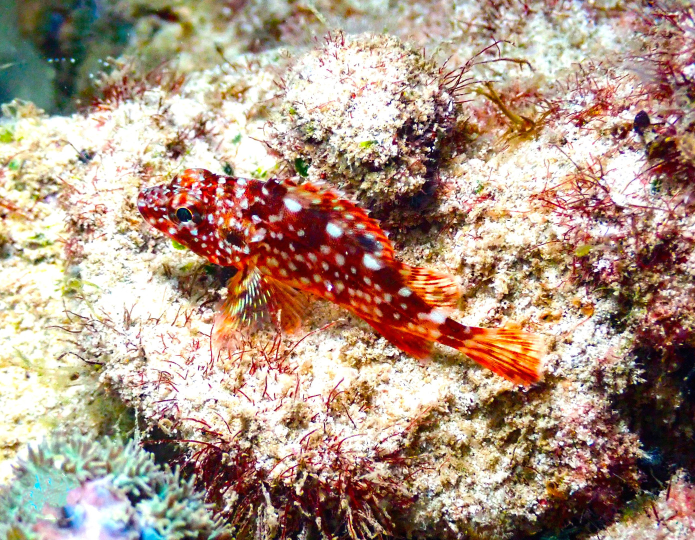 Hiện dịch vụ lặn biển ở Cô Tô đang có 7 huấn luyện viên được cấp bằng lặn quốc tế và Cô Tô cũng đã xây dựng nội quy lặn ngắm san hô, trang bị biển hiệu, phao, cờ chỉ giới hạn bơi lặn để đảm bảo an toàn cho du khách.