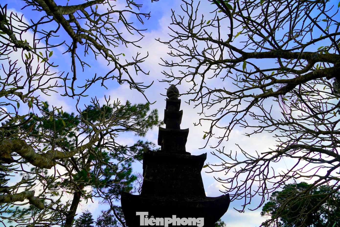 Những cành hoa đại vươn lên bầu trời xanh như muôn vạn bàn tay hướng về Tháp tổ.