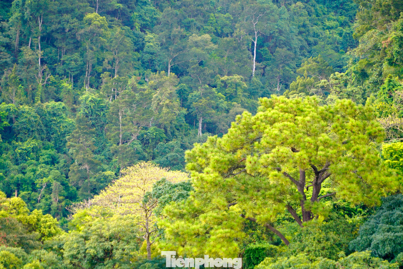 Những ngày mùa thu, về Yên Tử, du khách như được hòa mình vào màu xanh bạt ngàn của thiên nhiên núi rừng, nơi tách biệt hoàn toàn với những ồn ào phố thị.
