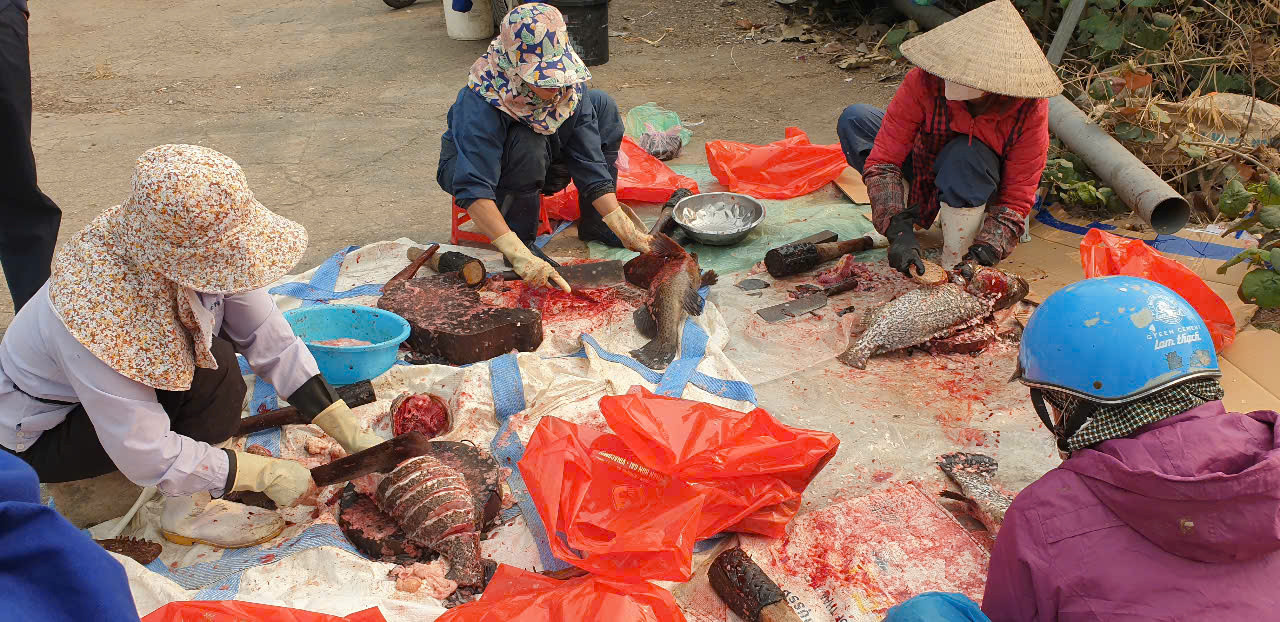 Dịch vụ mổ cá thuê với giá 50.000 đồng/con.