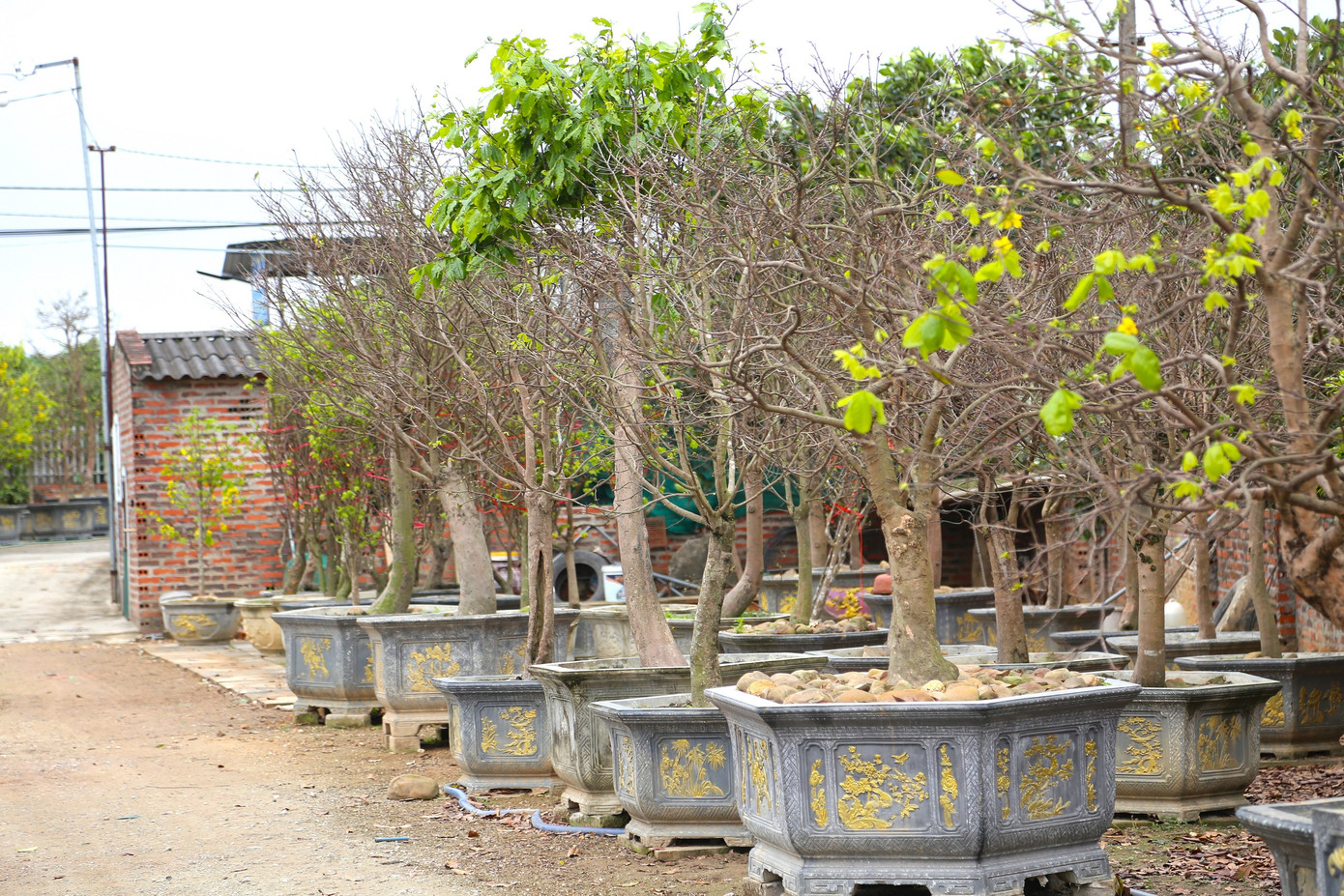 Các gốc mai Yên Tử thường được phân bố rải rác khắp ngọn núi Yên Tử, nhưng lại tập trung nhiều nhất ở các vùng như: khu vực chùa Đồng, Thác Vàng, Thác Bạc, chùa Một Mái, chùa Vân Tiêu, chùa Bảo Sái… Các gốc mai Yên Tử thường được phân bố rải rác khắp ngọn núi Yên Tử, nhưng lại tập trung nhiều nhất ở các vùng như: khu vực chùa Đồng, Thác Vàng, Thác Bạc, chùa Một Mái, chùa Vân Tiêu, chùa Bảo Sái…