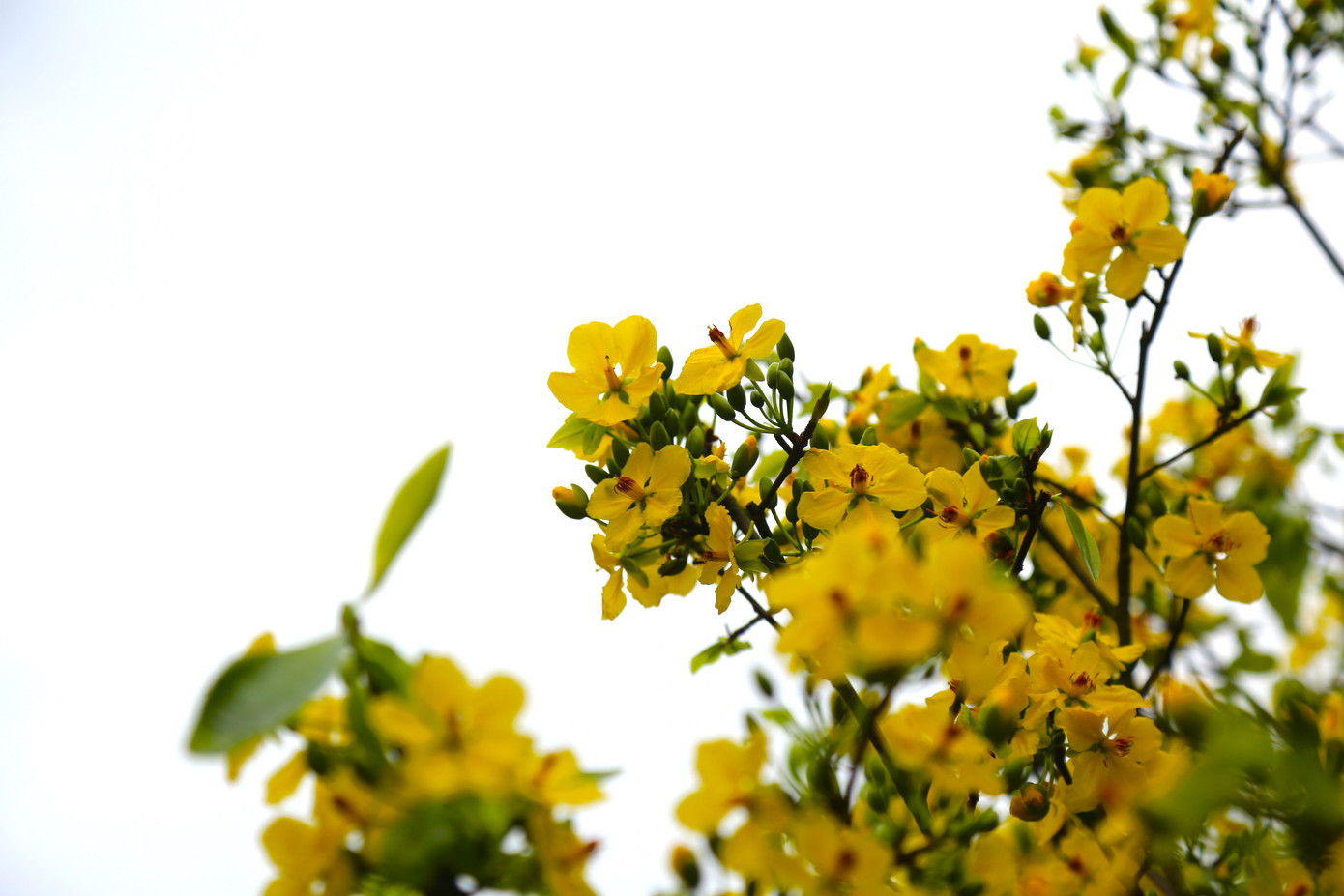 Theo ông Nam, khoảng 10 năm trước, có rất nhiều người hỏi mua cây mai vàng Yên Tử về để chơi Tết khiến giá thành mỗi cây ngày đó bằng mấy chỉ vàng. Vì thế nạn đào trộm mai rừng Yên Tử trở thành vấn nạn. Theo ông Nam, khoảng 10 năm trước, có rất nhiều người hỏi mua cây mai vàng Yên Tử về để chơi Tết khiến giá thành mỗi cây ngày đó bằng mấy chỉ vàng. Vì thế nạn đào trộm mai rừng Yên Tử trở thành vấn nạn.