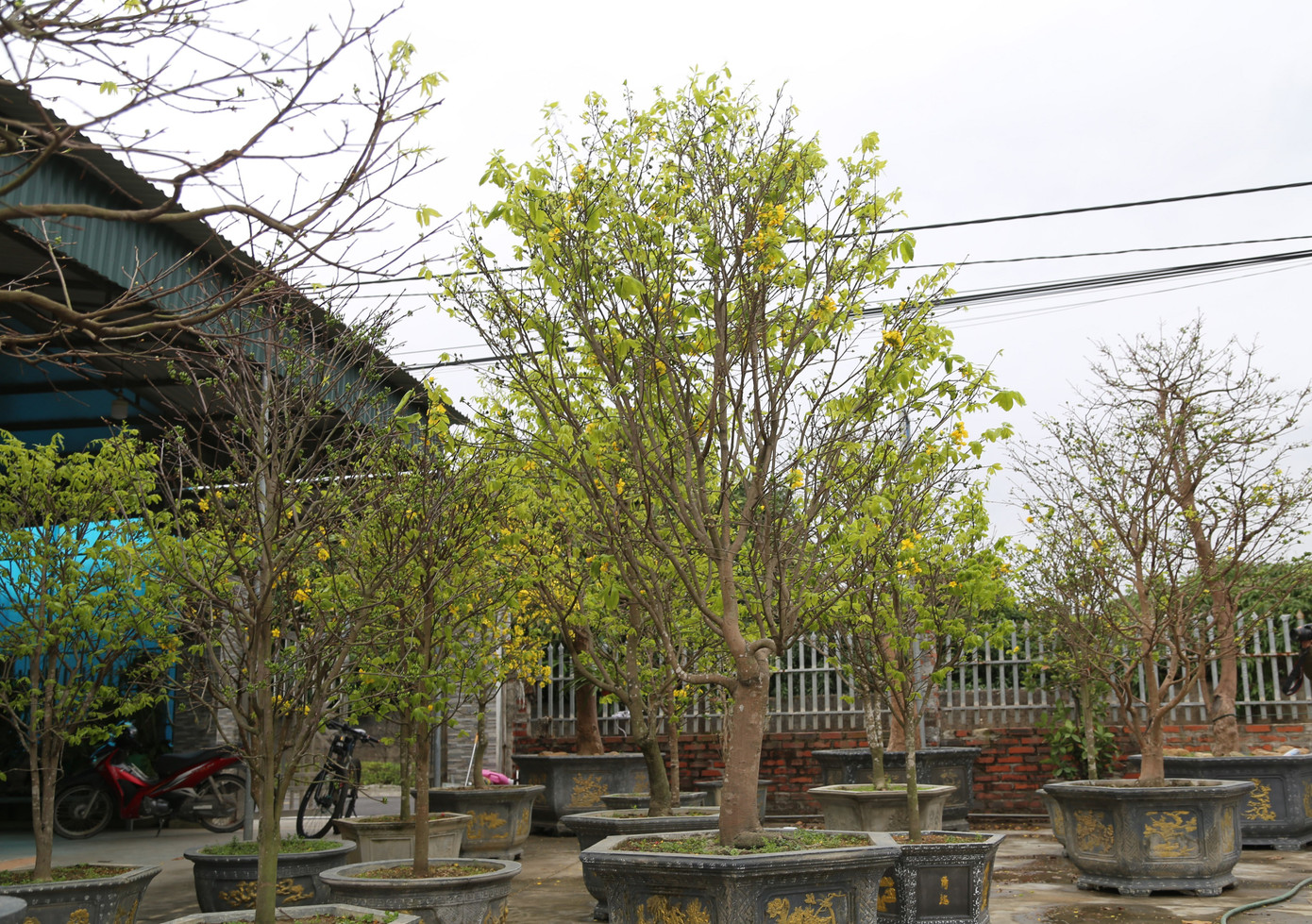 "Thời gian đầu chưa có kinh nghiệm nên cây phôi chết nhiều, vốn liếng cũng từ đây tiêu tán, nếu bỏ ngang coi như mất cả. Tôi đánh liều chăm thêm vài lần nữa, đến năm 2017 thì thành công", ông Nam tâm sự. "Thời gian đầu chưa có kinh nghiệm nên cây phôi chết nhiều, vốn liếng cũng từ đây tiêu tán, nếu bỏ ngang coi như mất cả. Tôi đánh liều chăm thêm vài lần nữa, đến năm 2017 thì thành công", ông Nam tâm sự.