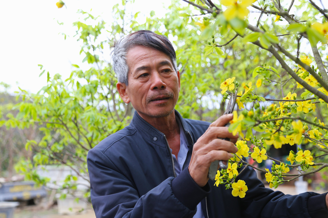 Trong tiết trời mưa phùn, ông Nam hàng ngày vẫn cần mẫn cùng người làm chăm sóc từng cây. Bởi, mỗi cây mai vàng Yên Tử để sống được như hiện tại đã phải trải qua nhiều năm chăm bẵm kỳ công và có giá trị cao. Trong tiết trời mưa phùn, ông Nam hàng ngày vẫn cần mẫn cùng người làm chăm sóc từng cây. Bởi, mỗi cây mai vàng Yên Tử để sống được như hiện tại đã phải trải qua nhiều năm chăm bẵm kỳ công và có giá trị cao.