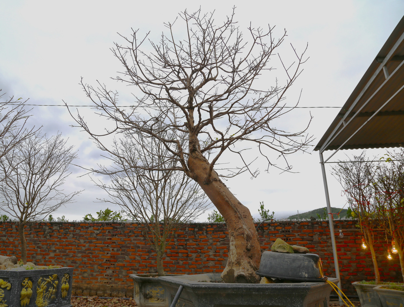 Thời điểm cận Tết Nguyên đán Giáp Thìn năm nay, vườn của ông Nam có khoảng 400 cây ra hoa và đủ tiêu chuẩn để đưa vào chậu đem đi bán. Giá mai vàng Yên Tử tại đây thấp nhất là 4 triệu đồng/cây cao gần 2m, những cây tầm trung giá dao động từ 30 đến 40 triệu/cây. Thời điểm cận Tết Nguyên đán Giáp Thìn năm nay, vườn của ông Nam có khoảng 400 cây ra hoa và đủ tiêu chuẩn để đưa vào chậu đem đi bán. Giá mai vàng Yên Tử tại đây thấp nhất là 4 triệu đồng/cây cao gần 2m, những cây tầm trung giá dao động từ 30 đến 40 triệu/cây.