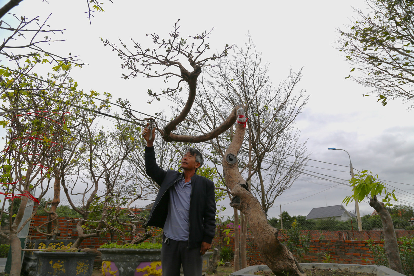 Ông Trần Ngọc Nam (55 tuổi, thôn Đồng Đò, xã Bình Khê) đã có cả chục năm bỏ công sức nghiên cứu và trồng thành công giống mai quý. Ông Trần Ngọc Nam (55 tuổi, thôn Đồng Đò, xã Bình Khê) đã có cả chục năm bỏ công sức nghiên cứu và trồng thành công giống mai quý.