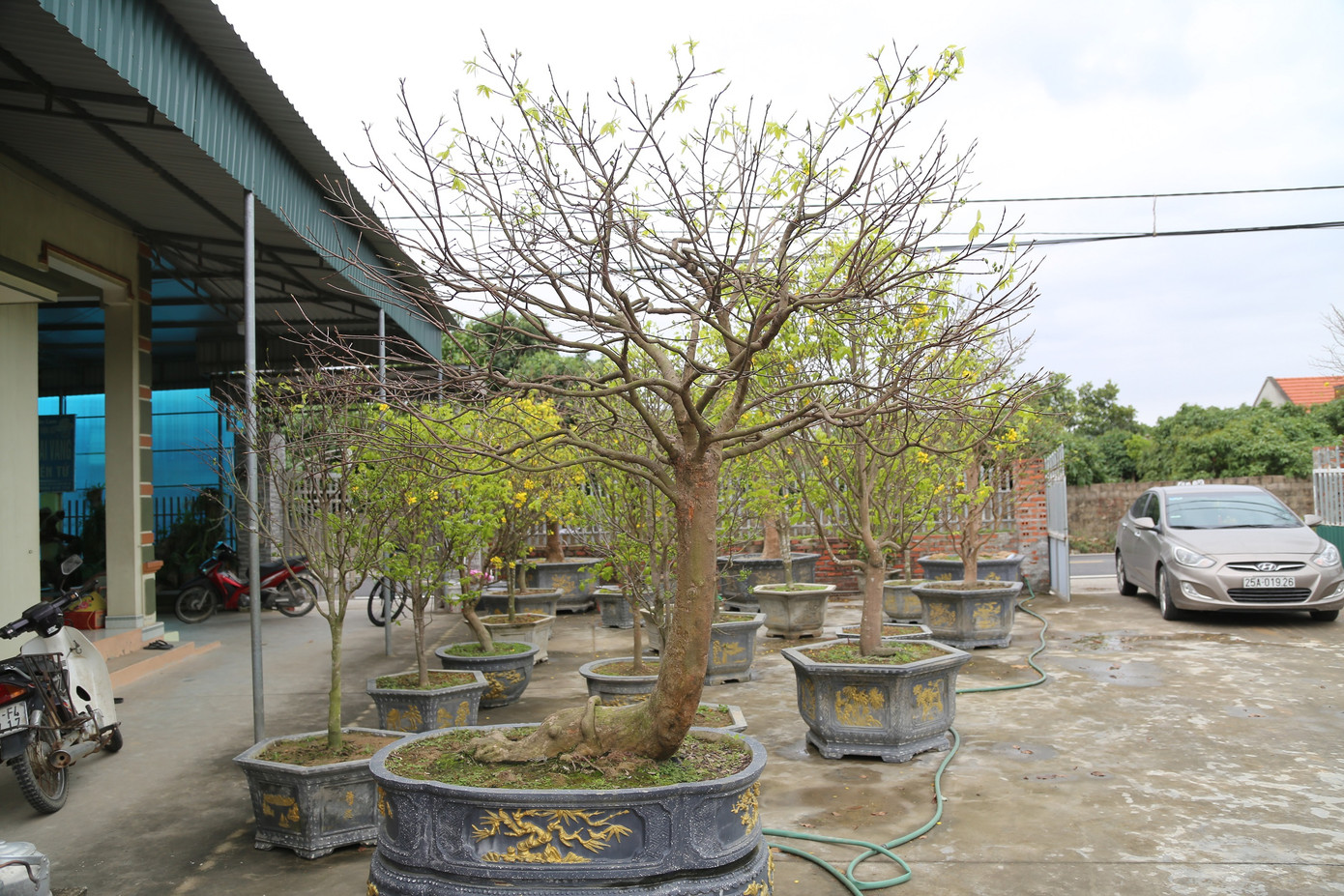 Trước nguy cơ tuyệt chủng giống mai quý, ông Nam bỏ ra hàng trăm triệu để mua những gốc cây phôi về để hồi sinh và nhân giống. Trước nguy cơ tuyệt chủng giống mai quý, ông Nam bỏ ra hàng trăm triệu để mua những gốc cây phôi về để hồi sinh và nhân giống.