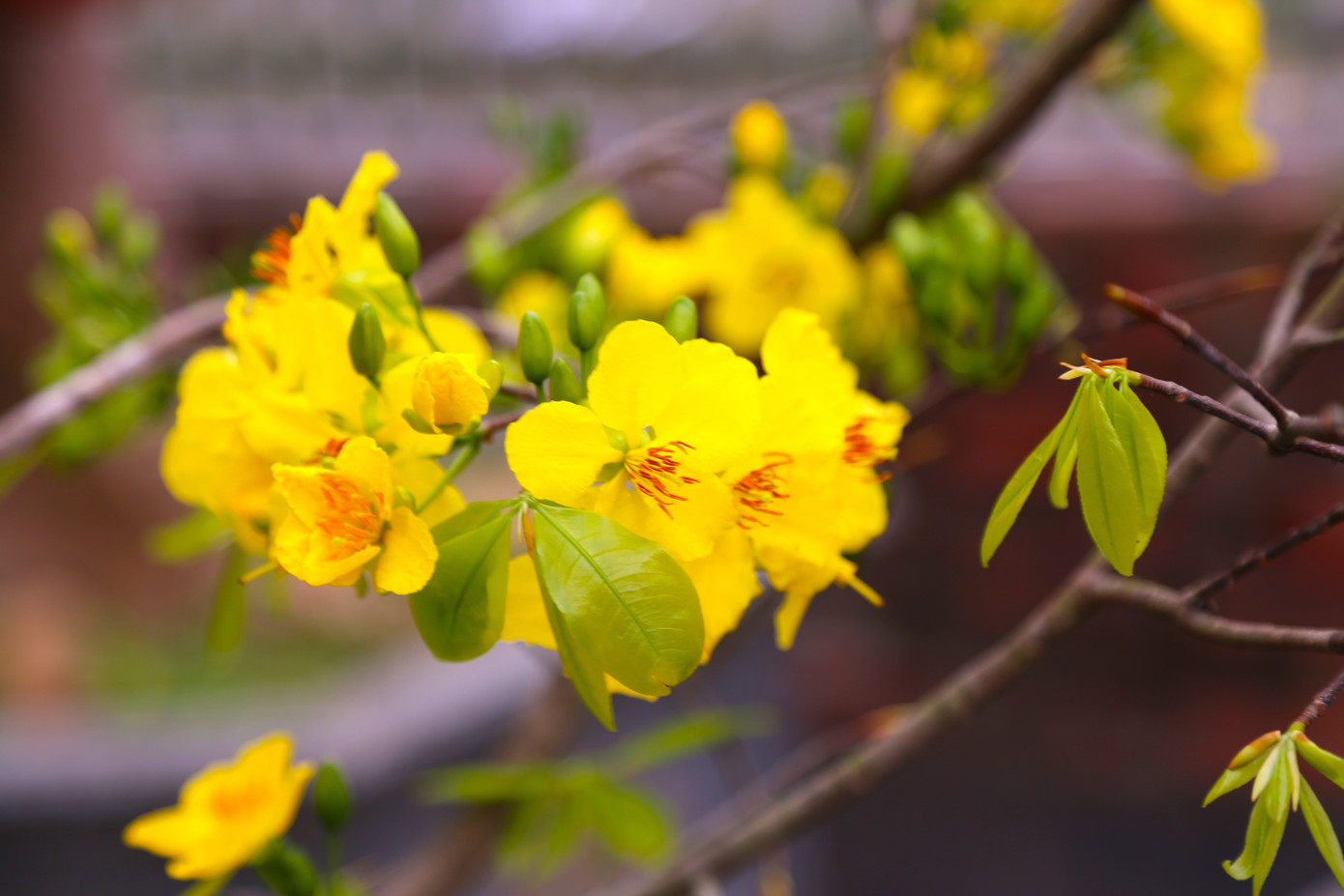 Điểm đặc biệt của giống hoa mai này là được trồng ở đất Bắc chứ không phải miền Nam giống như các loại mai vàng khác. Hoa có màu vàng chanh tươi, mỗi bông hoa sẽ gồm 5 cánh, viền mỗi cánh lượn sóng và xếp thưa nhau. Điểm đặc biệt của giống hoa mai này là được trồng ở đất Bắc chứ không phải miền Nam giống như các loại mai vàng khác. Hoa có màu vàng chanh tươi, mỗi bông hoa sẽ gồm 5 cánh, viền mỗi cánh lượn sóng và xếp thưa nhau.