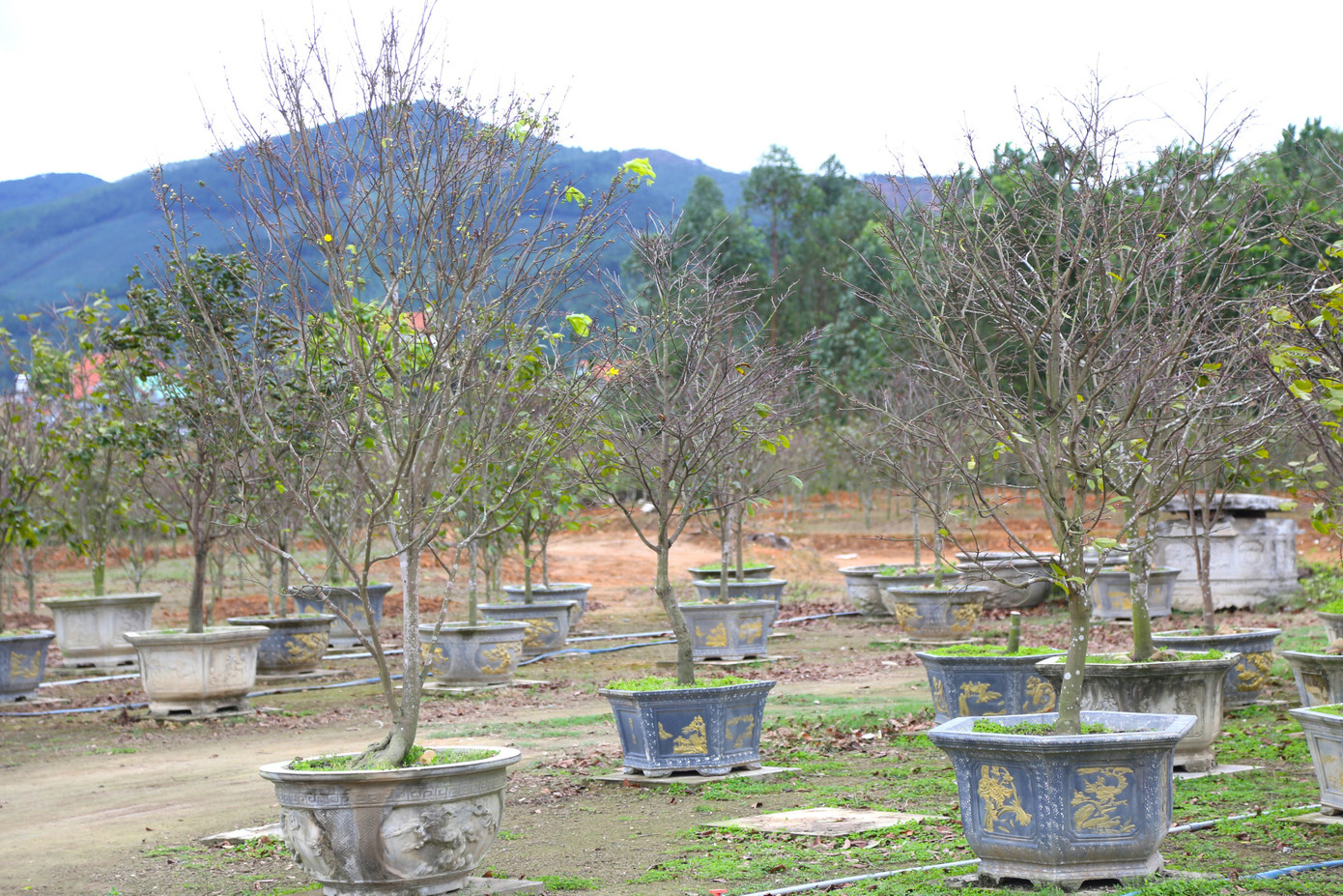 Theo Trưởng phòng Kinh tế TX Đông Triều ông Lê Quốc Ruyến, địa phương hiện có 400ha trồng hoa, cây cảnh, trong đó có hơn 10ha trồng cây mai vàng Yên Tử. Thời gian tới, loài mai này sẽ là một trong những cây đặc trưng của địa phương khi đem lại giá trị kinh tế cao cho người dân bản địa. Theo Trưởng phòng Kinh tế TX Đông Triều ông Lê Quốc Ruyến, địa phương hiện có 400ha trồng hoa, cây cảnh, trong đó có hơn 10ha trồng cây mai vàng Yên Tử. Thời gian tới, loài mai này sẽ là một trong những cây đặc trưng của địa phương khi đem lại giá trị kinh tế cao cho người dân bản địa.