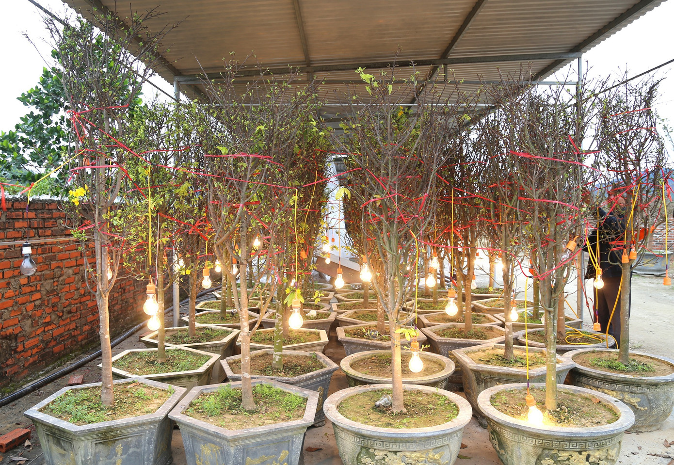 Hiện tại, trên khoảnh vườn rộng gần 6.000m2, ông Nam đang sở hữu khoảng 2.000 gốc mai vàng Yên Tử với đầy đủ kích cỡ từ nhỏ đến cổ thụ. Trong đó có hơn 60 gốc có giá trị gần 200 triệu đồng/cây. Hiện tại, trên khoảnh vườn rộng gần 6.000m2, ông Nam đang sở hữu khoảng 2.000 gốc mai vàng Yên Tử với đầy đủ kích cỡ từ nhỏ đến cổ thụ. Trong đó có hơn 60 gốc có giá trị gần 200 triệu đồng/cây.