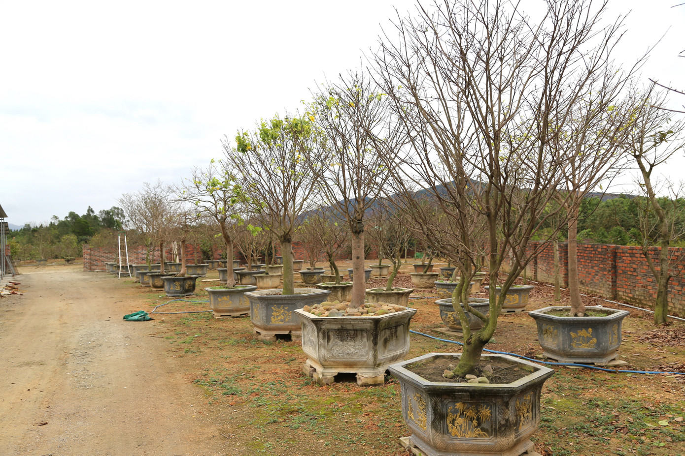 Trước nạn đào trộm và khai thác bừa bãi, giống cây quý mai Yên Tử đang đứng trước nguy cơ tuyệt chủng. Chỉ duy nhất ở làng nghề trồng hoa, cây cảnh Bình Khê, TX Đông Triều (làng hoa lớn nhất Quảng Ninh), giống mai này đang được các nghệ nhân dày công ươm trồng, chăm sóc một cách đặc biệt. Trước nạn đào trộm và khai thác bừa bãi, giống cây quý mai Yên Tử đang đứng trước nguy cơ tuyệt chủng. Chỉ duy nhất ở làng nghề trồng hoa, cây cảnh Bình Khê, TX Đông Triều (làng hoa lớn nhất Quảng Ninh), giống mai này đang được các nghệ nhân dày công ươm trồng, chăm sóc một cách đặc biệt.