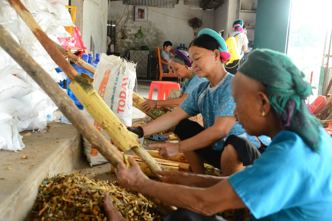 Quế là loài cây thân gỗ, lâu năm, cây trưởng thành có thể cao trên 15m. Cây quế trồng ở Bình Liêu sau khoảng chục năm có thể khai thác bóc vỏ lần đầu.