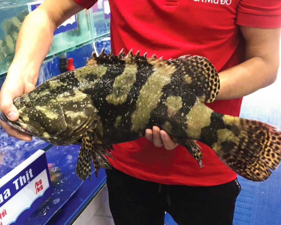 Công ty Tuyển than Cửa Ông chi gần 5 tỷ đồng mua cá song tươi sống cho cán bộ, nhân viên, người lao động nhân dịp Rằm tháng Giêng. Công ty Tuyển than Cửa Ông chi gần 5 tỷ đồng mua cá song tươi sống cho cán bộ, nhân viên, người lao động nhân dịp Rằm tháng Giêng.