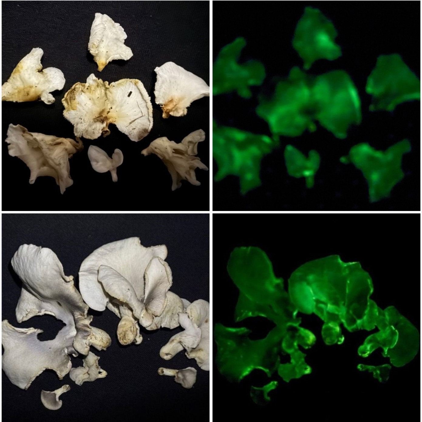 Hai loài nấm phát sáng được phát hiện tại Vườn quốc gia Bái Tử Long.