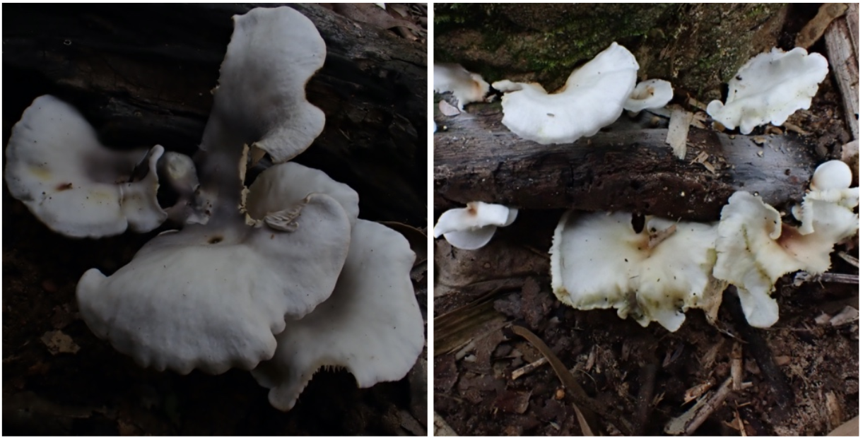 Quả thể nấm Omphalotus nidiformis và Neonothopanus nambi trong tự nhiên.