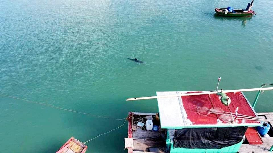 Theo người dân, chú cá heo có thể bị lạc đàn trong khi đi kiếm ăn.