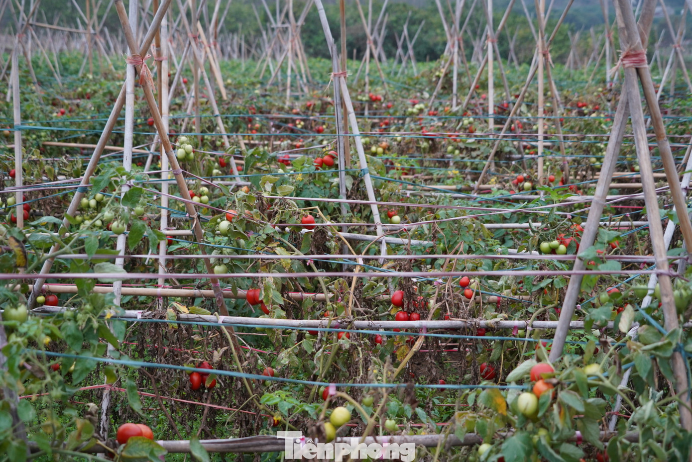 Người dân xã Hoàng Hoa Thám, TP Chí Linh, tỉnh Hải Dương bao đời vẫn dựa vào nông nghiệp và Lâm nghiệp. Đây cũng là một trong những vựa rau củ quả lớn của TP Chí Linh cũng như tỉnh Hải Dương. Người dân xã Hoàng Hoa Thám, TP Chí Linh, tỉnh Hải Dương bao đời vẫn dựa vào nông nghiệp và Lâm nghiệp. Đây cũng là một trong những vựa rau củ quả lớn của TP Chí Linh cũng như tỉnh Hải Dương.