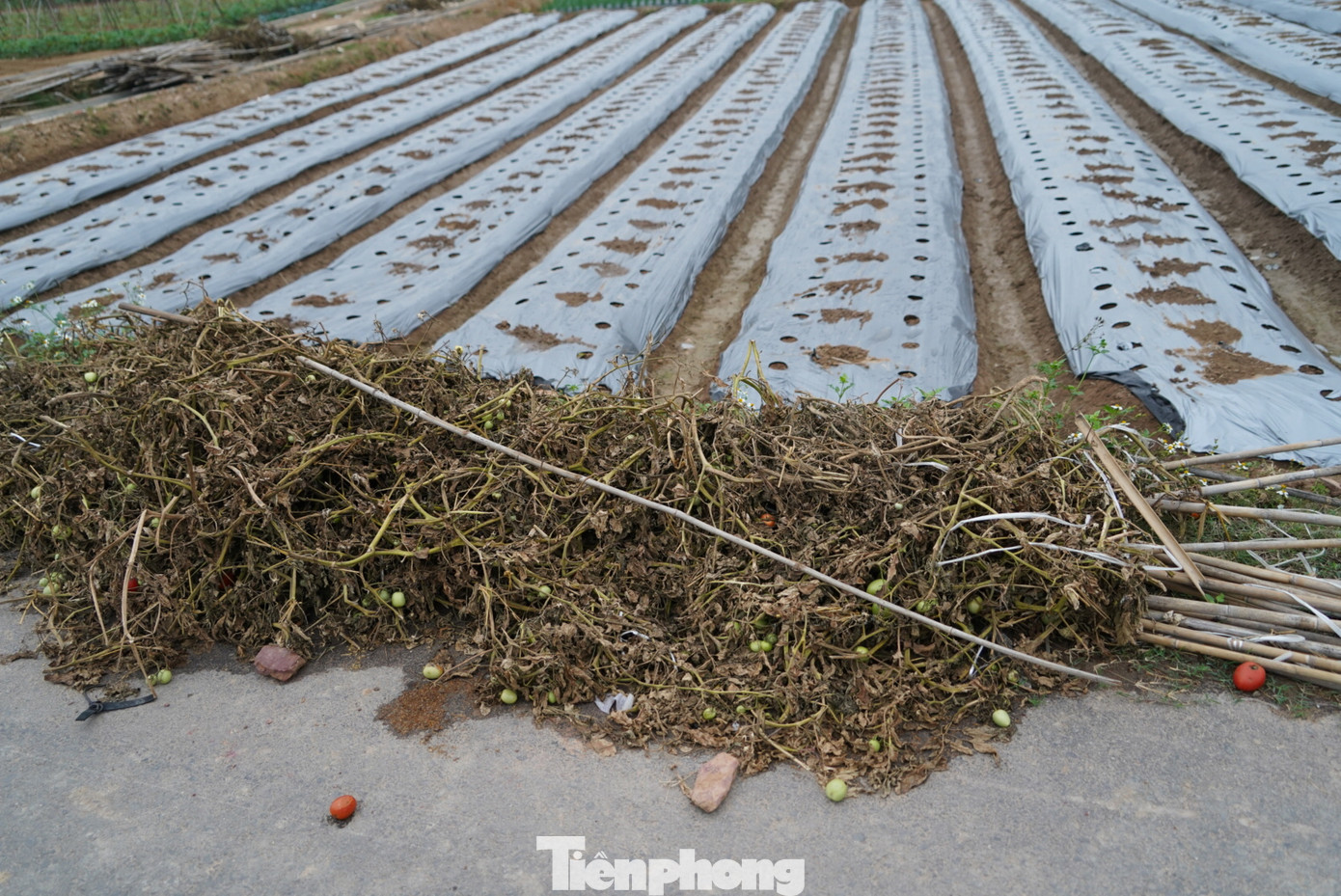 "Tổng sản lượng cà chua của toàn xã đạt khoảng 275 tấn. Giá bán hiện tại 2000 đồng/kg. So với cuối năm trước là 15.000 đồng/kg. Chúng tôi đã nhiều lần kêu gọi, kết nối với một số nhà máy là tương cà ở Bắc Giang về hỗ trợ thu mua cà chua cho bà con. Hiện tại chính quyền tiếp tục kết nối với các đầu mối thu mua nông sản, nhưng giá vẫn chưa tăng". Vị lãnh đạo xã cho biết. "Tổng sản lượng cà chua của toàn xã đạt khoảng 275 tấn. Giá bán hiện tại 2000 đồng/kg. So với cuối năm trước là 15.000 đồng/kg. Chúng tôi đã nhiều lần kêu gọi, kết nối với một số nhà máy là tương cà ở Bắc Giang về hỗ trợ thu mua cà chua cho bà con. Hiện tại chính quyền tiếp tục kết nối với các đầu mối thu mua nông sản, nhưng giá vẫn chưa tăng". Vị lãnh đạo xã cho biết.