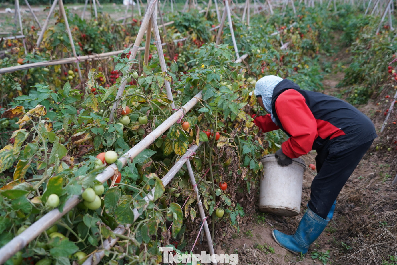 "Năm nay thời tiết thuận nên cà chua được mùa, mỗi cây cả vụ cho đến cả chục cân quả nhưng cũng vì được mùa nên mất giá, không ai đến thu mua", bà Thụ, nông dân xã Hoàng Hoa Thám nói. "Năm nay thời tiết thuận nên cà chua được mùa, mỗi cây cả vụ cho đến cả chục cân quả nhưng cũng vì được mùa nên mất giá, không ai đến thu mua", bà Thụ, nông dân xã Hoàng Hoa Thám nói.