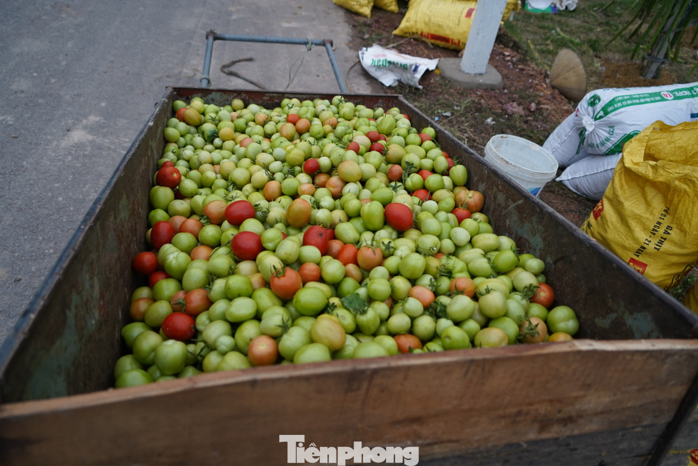 Không ai mua, người nông dân vặt bỏ cả quả xanh về cho lợn. Không ai mua, người nông dân vặt bỏ cả quả xanh về cho lợn.