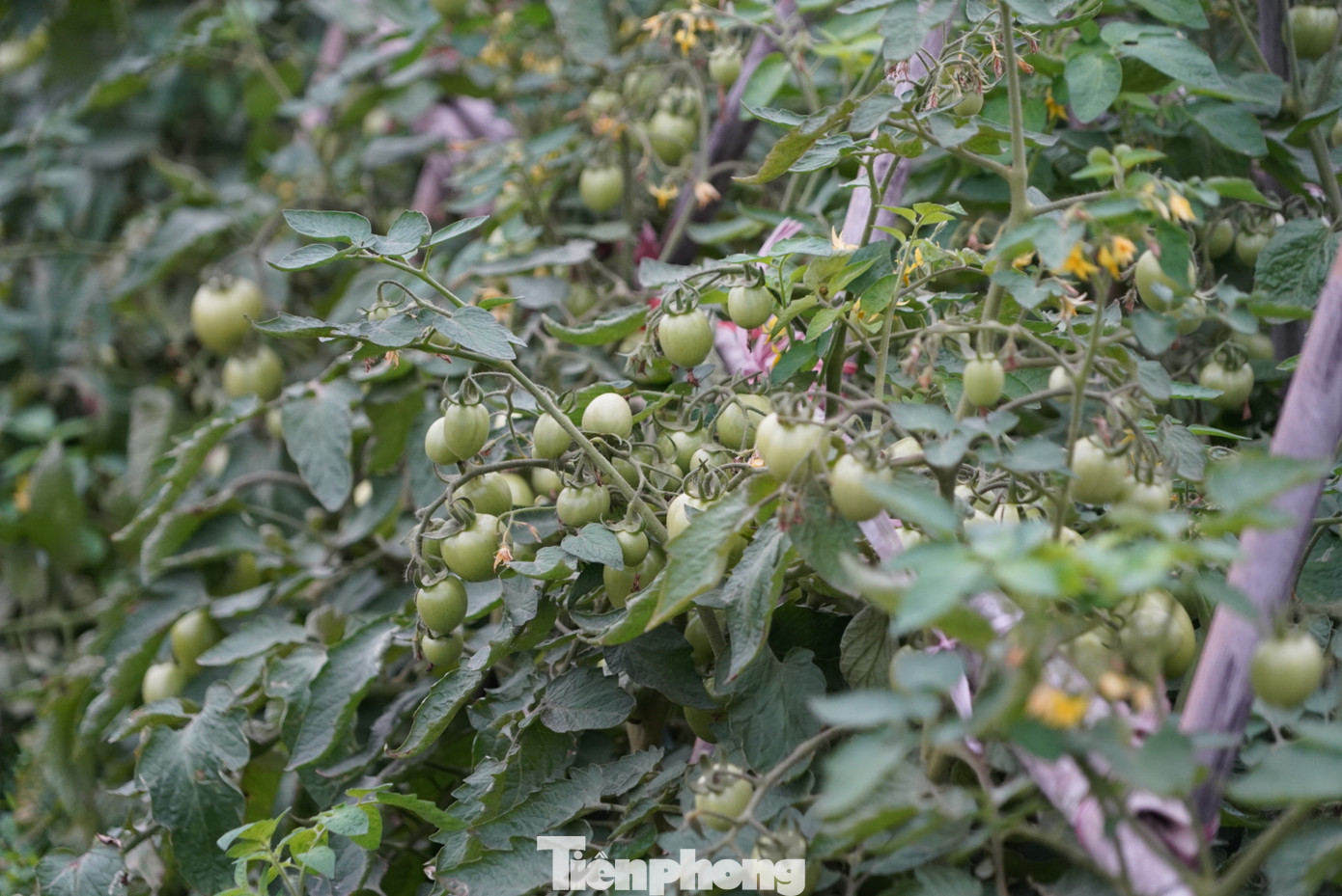 Nhiều hộ gia đình vì không bán được cà chua phải đành nhổ bỏ cả ruộng cà chua đang ra hoa để trồng loại cây khác. Nhiều hộ gia đình vì không bán được cà chua phải đành nhổ bỏ cả ruộng cà chua đang ra hoa để trồng loại cây khác.