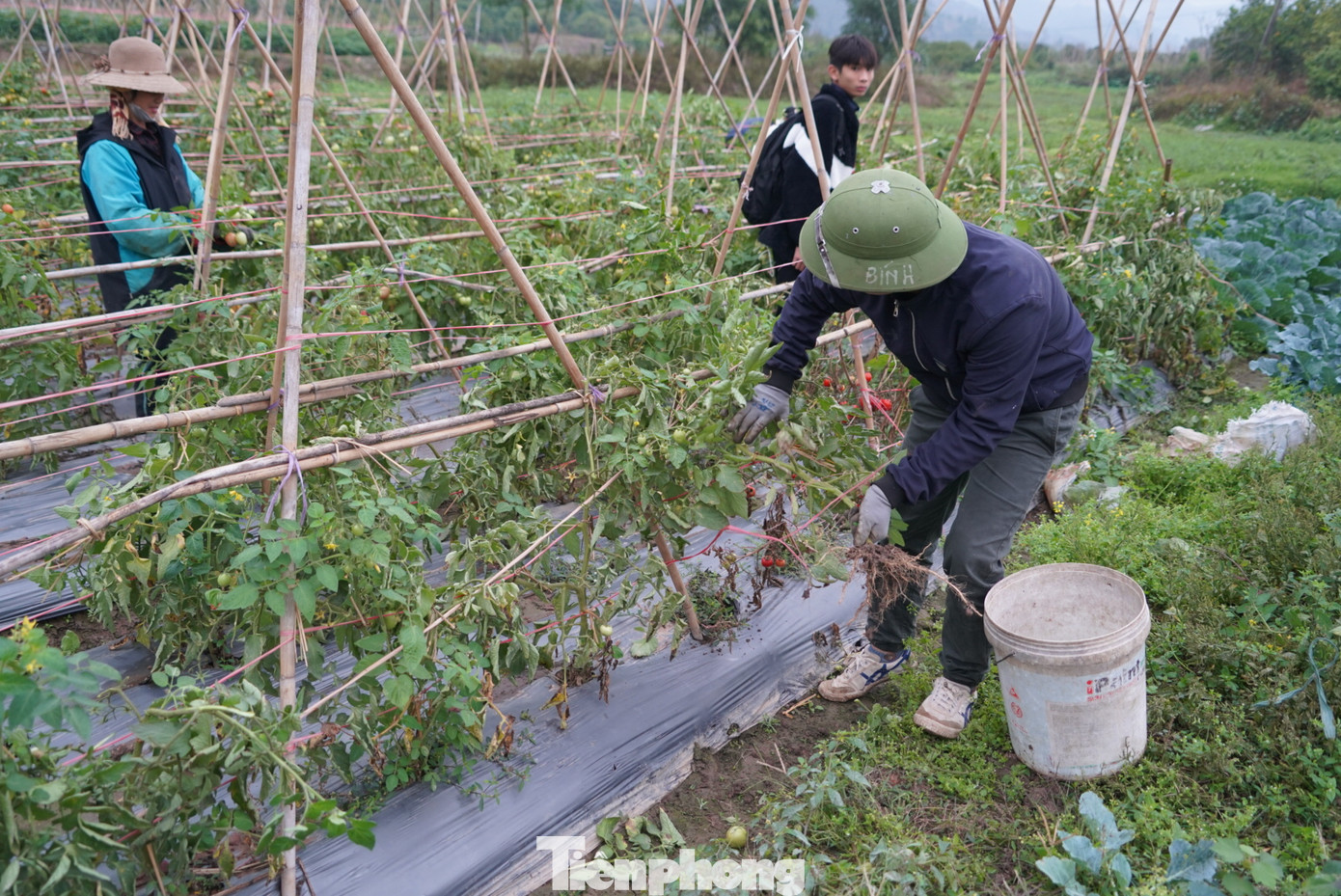 Trao đổi với phóng viên Tiền Phong, lãnh đạo UBND xã Hoàng Hoa Thám cho biết, xã có hơn 5 ha trồng cà chua, nhưng năm nay bà con thất thu vì không được giá. Ngoài cà chua, bà con cũng trồng hành, năm nay hành cũng mất giá. Đây là tình trạng chung từ trước Tết khi nông sản bị rớt giá vì sức mua yếu. Trao đổi với phóng viên Tiền Phong, lãnh đạo UBND xã Hoàng Hoa Thám cho biết, xã có hơn 5 ha trồng cà chua, nhưng năm nay bà con thất thu vì không được giá. Ngoài cà chua, bà con cũng trồng hành, năm nay hành cũng mất giá. Đây là tình trạng chung từ trước Tết khi nông sản bị rớt giá vì sức mua yếu.