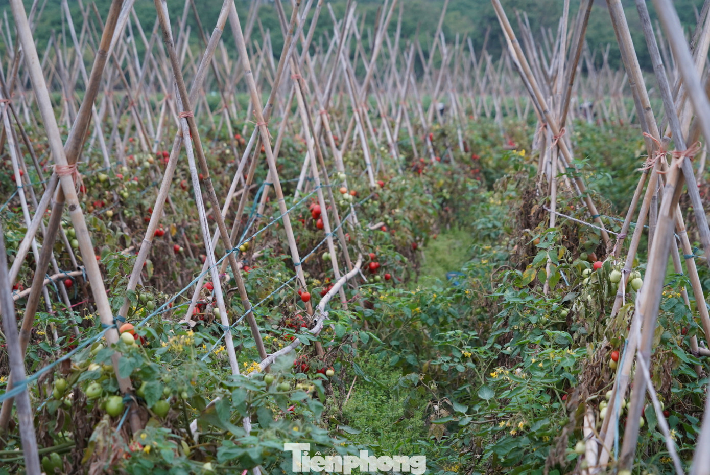 Để trồng được 1 ruộng cà chua khoảng 1.000m², người dân phải bỏ chi phí cho việc cải tạo đất, cây giống, phân bón, công chăm sóc và làm giàn cho cà chua. Chưa kể việc tưới tiêu vào mùa đông rất khó. Để trồng được 1 ruộng cà chua khoảng 1.000m², người dân phải bỏ chi phí cho việc cải tạo đất, cây giống, phân bón, công chăm sóc và làm giàn cho cà chua. Chưa kể việc tưới tiêu vào mùa đông rất khó.