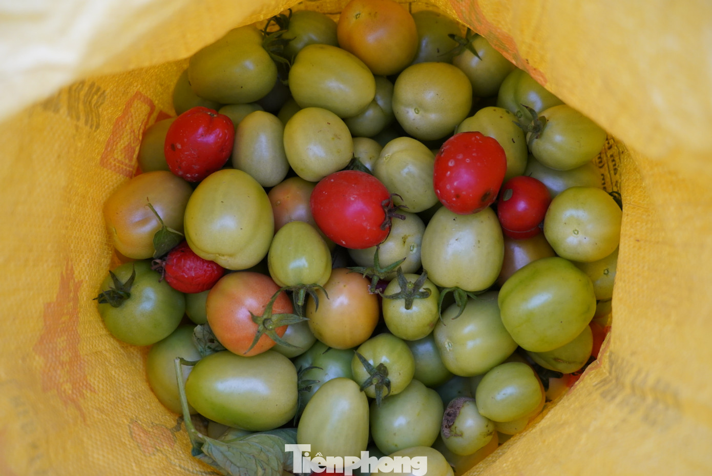 "Năm 2021, khi Chí Linh bị giới nghiêm vì bùng phát dịch Covid-19, cà chua của xã Hoàng Hoa Thám cũng không thảm hại như bây giờ. Lúc đấy bán nhanh mỗi cân cũng được ít nhất 3 nghìn đồng, không như bây giờ 1 nghìn/1kg cũng không ai mua", bà Thu, nông dân thôn Hố Giải cho biết. "Năm 2021, khi Chí Linh bị giới nghiêm vì bùng phát dịch Covid-19, cà chua của xã Hoàng Hoa Thám cũng không thảm hại như bây giờ. Lúc đấy bán nhanh mỗi cân cũng được ít nhất 3 nghìn đồng, không như bây giờ 1 nghìn/1kg cũng không ai mua", bà Thu, nông dân thôn Hố Giải cho biết.