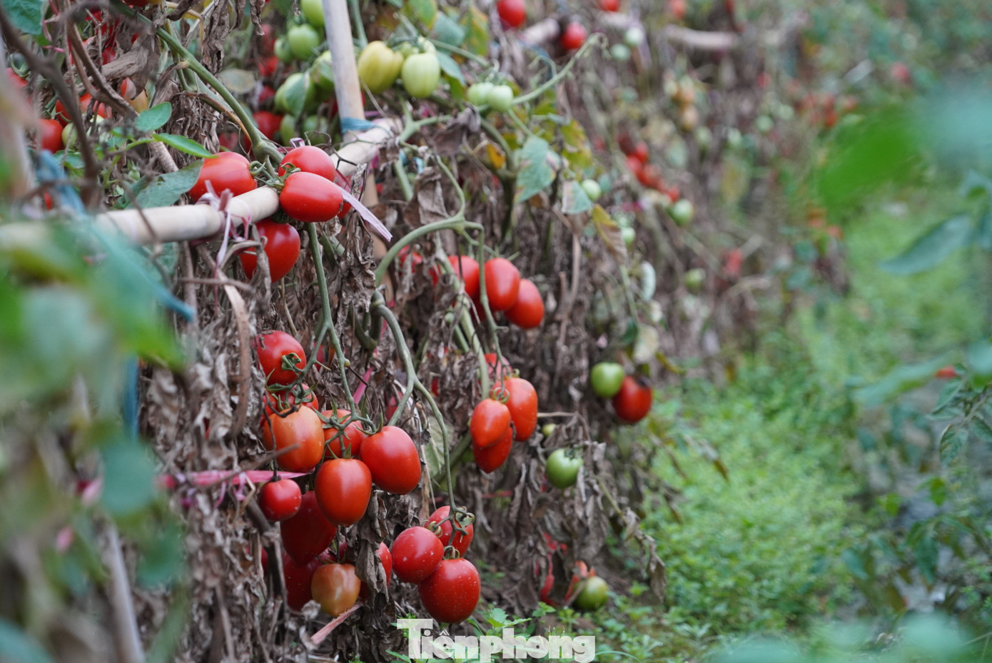 "Bình thường mỗi kg cà chua có giá từ 8 đến 10 nghìn đồng. Đặc biệt có lúc lên 15 nghìn đồng mỗi kg. Nhưng năm nay chúng tôi có bán cả ruộng cũng không bõ tiền công, tiền vốn vì giá chưa đến 1 nghìn đồng/1kg", bà Tứ, nông dân xã Hoàng Hoa Thám nói. "Bình thường mỗi kg cà chua có giá từ 8 đến 10 nghìn đồng. Đặc biệt có lúc lên 15 nghìn đồng mỗi kg. Nhưng năm nay chúng tôi có bán cả ruộng cũng không bõ tiền công, tiền vốn vì giá chưa đến 1 nghìn đồng/1kg", bà Tứ, nông dân xã Hoàng Hoa Thám nói.