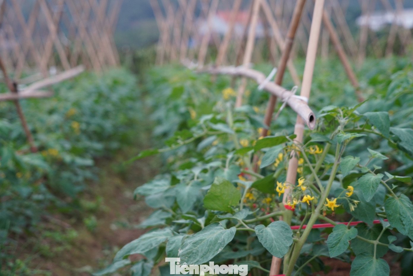 Bên cạnh những ruộng cà chua chín đỏ, héo quắt không ai mua, những ruộng cà chua mới ra hoa vẫn đang nối gót. Bên cạnh những ruộng cà chua chín đỏ, héo quắt không ai mua, những ruộng cà chua mới ra hoa vẫn đang nối gót.