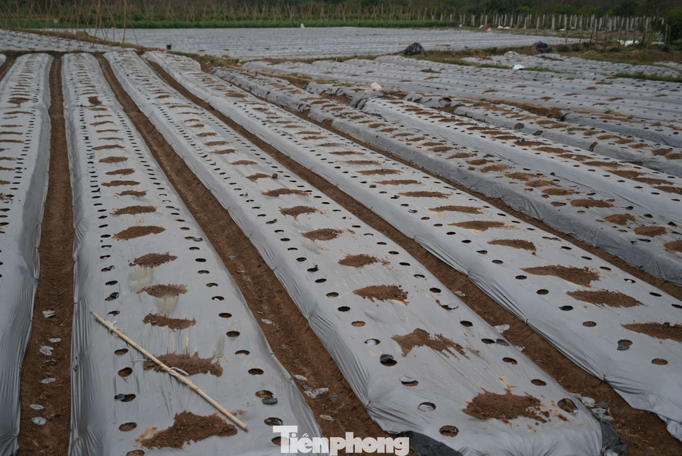 Loại cây được bà con nông dân lựa chọn thay thế cây cà chua là cây dưa chuột. Nhiều thửa ruộng đã được chuyển đổi sang trồng dưa vì cà chua mất giá. Loại cây được bà con nông dân lựa chọn thay thế cây cà chua là cây dưa chuột. Nhiều thửa ruộng đã được chuyển đổi sang trồng dưa vì cà chua mất giá.