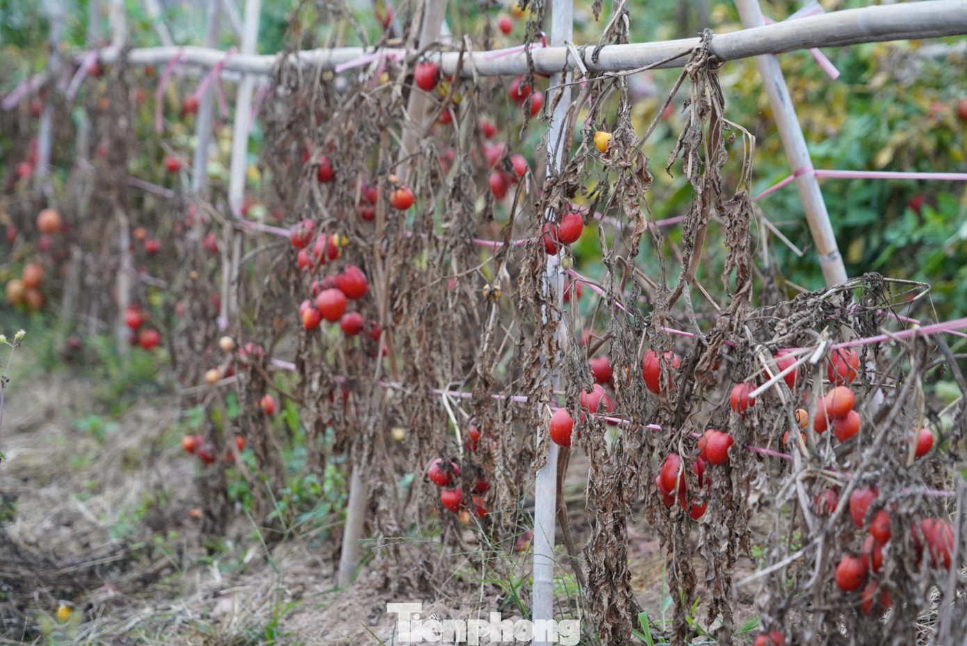 Nhưng từ đầu năm 2025, cà chua của xã Hoàng Hoa Thám bị ế vì thương lái không đến thu mua khiến cả cánh đồng cà chua chín đỏ, héo quắt. Nhưng từ đầu năm 2025, cà chua của xã Hoàng Hoa Thám bị ế vì thương lái không đến thu mua khiến cả cánh đồng cà chua chín đỏ, héo quắt.