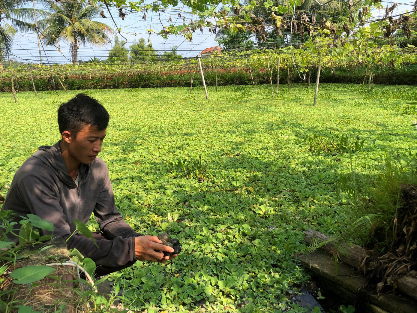 Mỗi ngày Thái bán 50kg ốc thành phẩm. Trừ tiền công, chi phí, mỗi năm Thái thu nhập hơn 500 triệu đồng.