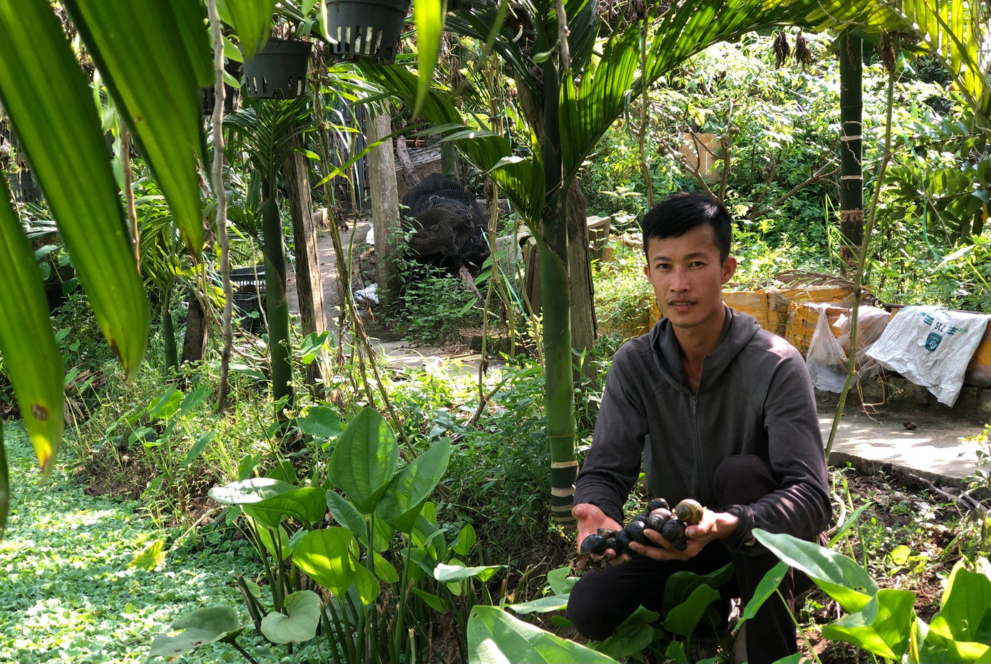 Hiện gia đình Thái có diện tích nuôi ốc trên 1ha hồ nước ngọt tại gia đình.