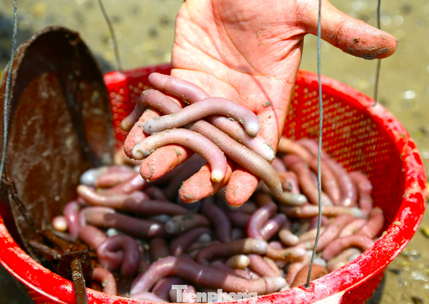 Giá 1kg sá sùng tươi từ 500-600 nghìn đồng. Đặc biệt, sá sùng khô có giá trên 5 triệu đồng/1kg. Giá 1kg sá sùng tươi từ 500-600 nghìn đồng. Đặc biệt, sá sùng khô có giá trên 5 triệu đồng/1kg.