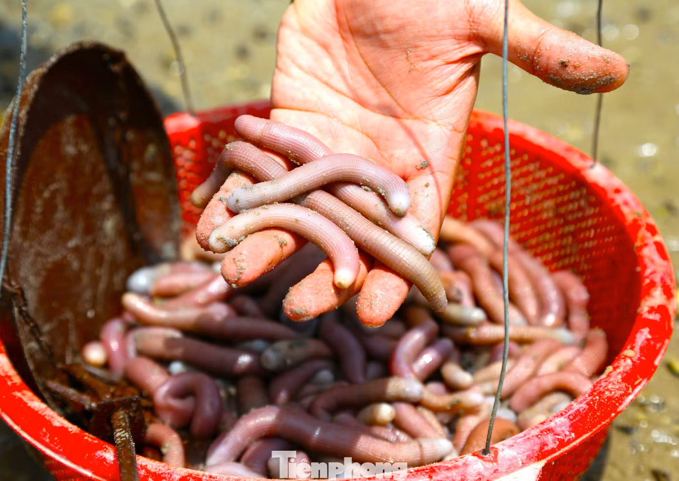 Giá 1kg sá sùng tươi từ 500-600 nghìn đồng. Đặc biệt, sá sùng khô có giá trên 5 triệu đồng/1kg.