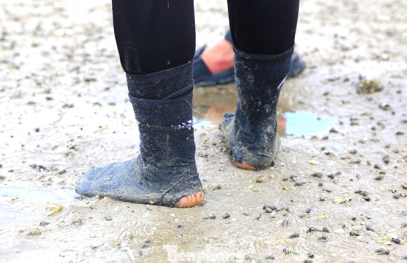 Những đôi chân tứa máu vì dẫm lên ốc, hà để đi tìm "vàng ròng" bởi để di chuyển được linh hoạt trên bãi cát bồi, người dân chỉ có thể mang những đôi tất mỏng thay vì những đôi ủng nặng nề. Những đôi chân tứa máu vì dẫm lên ốc, hà để đi tìm "vàng ròng" bởi để di chuyển được linh hoạt trên bãi cát bồi, người dân chỉ có thể mang những đôi tất mỏng thay vì những đôi ủng nặng nề.