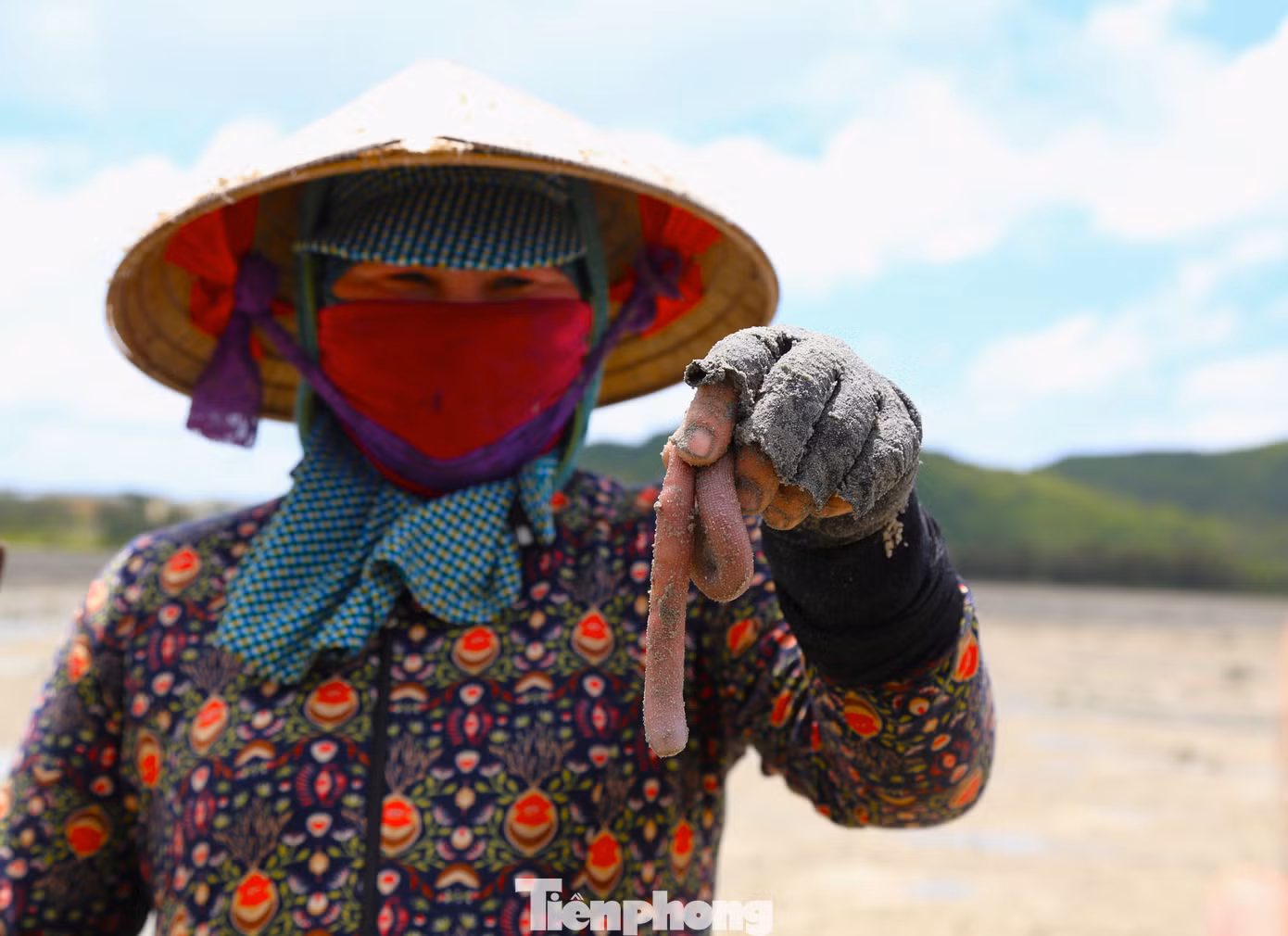 Sá sùng Quan Lạn được ví như "vàng ròng" bởi khí hậu, thổ nhưỡng, nguồn nước ở đây thích hợp để sá sùng phát triển và có chất lượng tốt nhất.